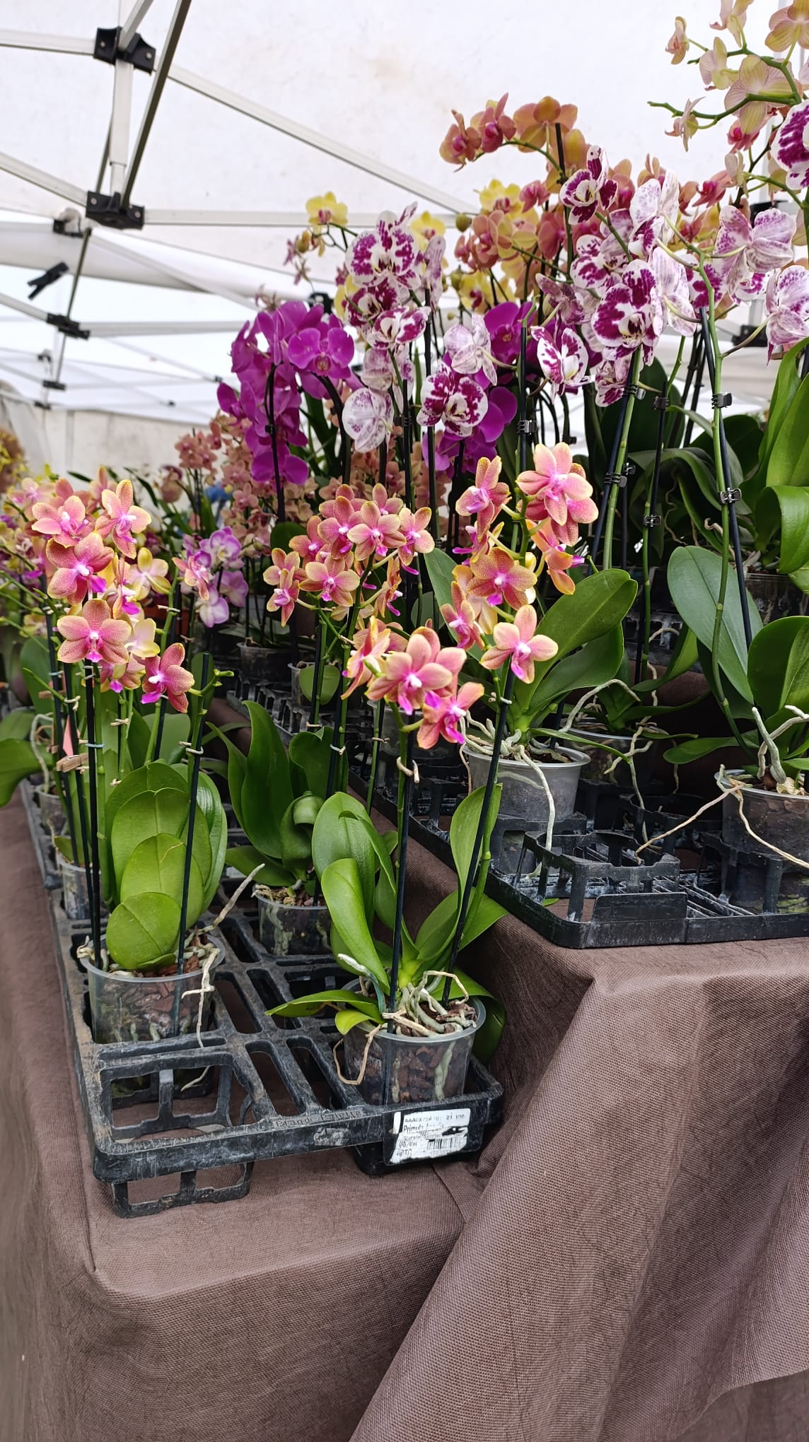 Orticolario: Nature, Art, and Beauty on Lake Como